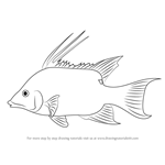 How to Draw a Hogfish