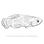 How to Draw a Killifish