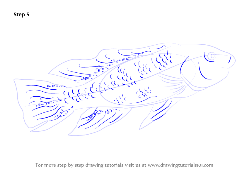 How to Draw a Lake Magadi Tilapia (Fishes) Step by Step