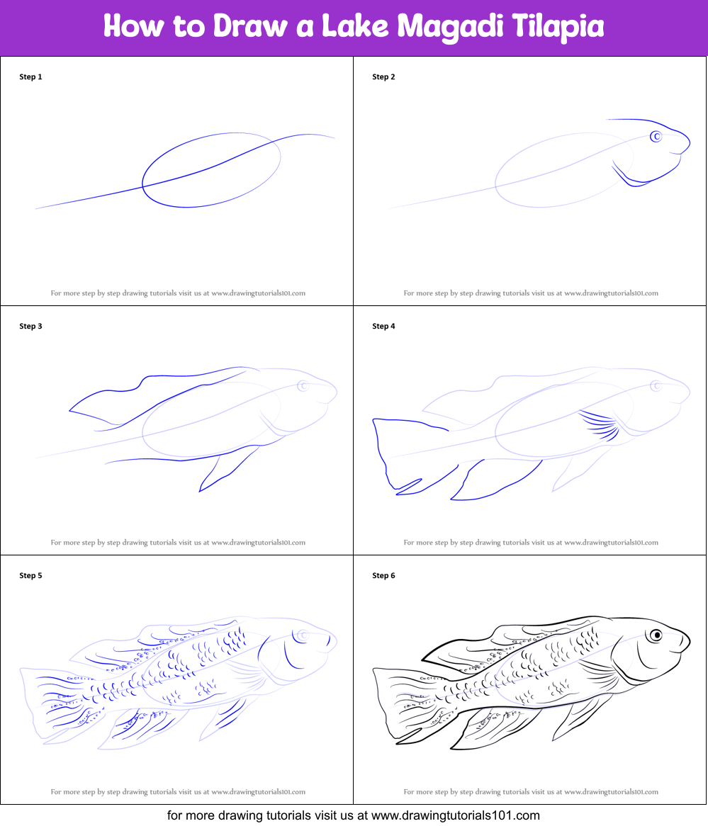 How to Draw a Lake Magadi Tilapia Printable Step by Step