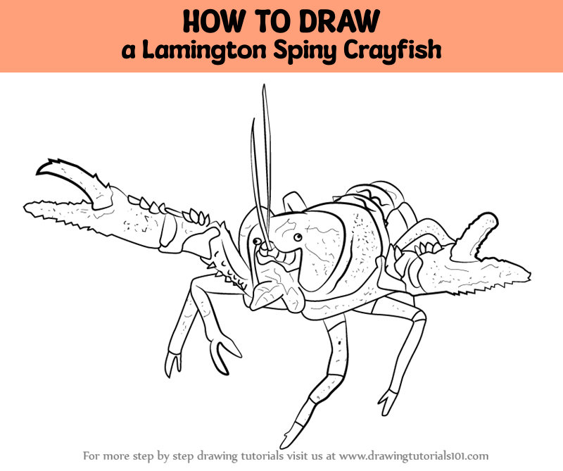 How to Draw a Lamington Spiny Crayfish (Fishes) Step by Step