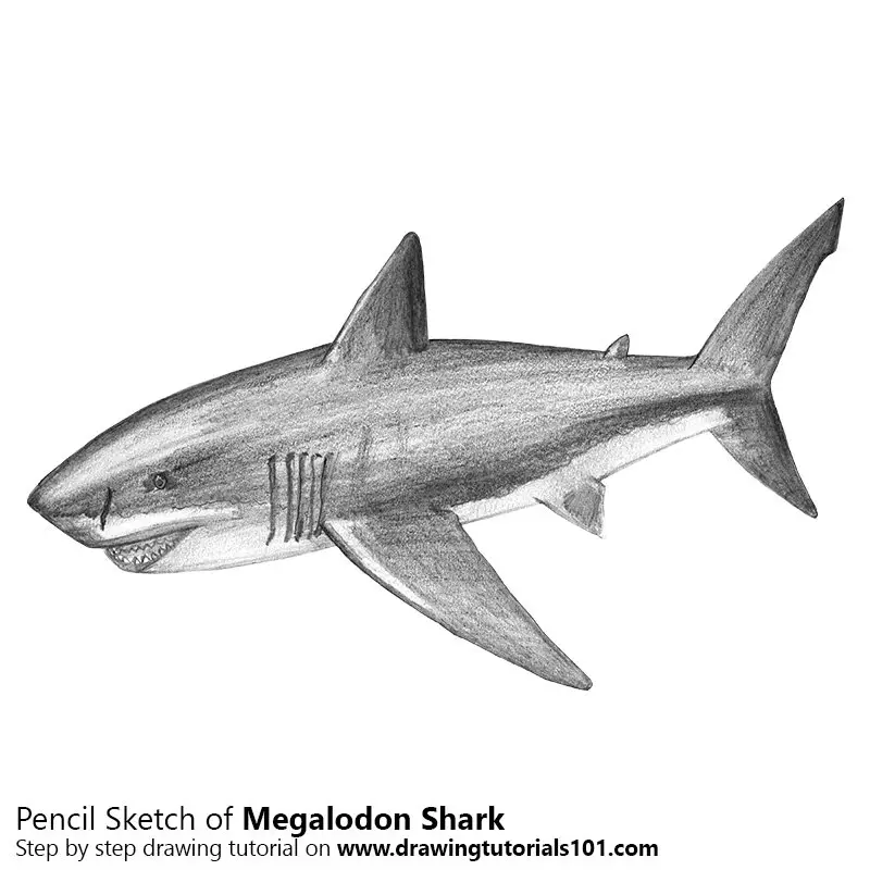 Megalodon Pencil Drawing - How to Sketch Megalodon using 