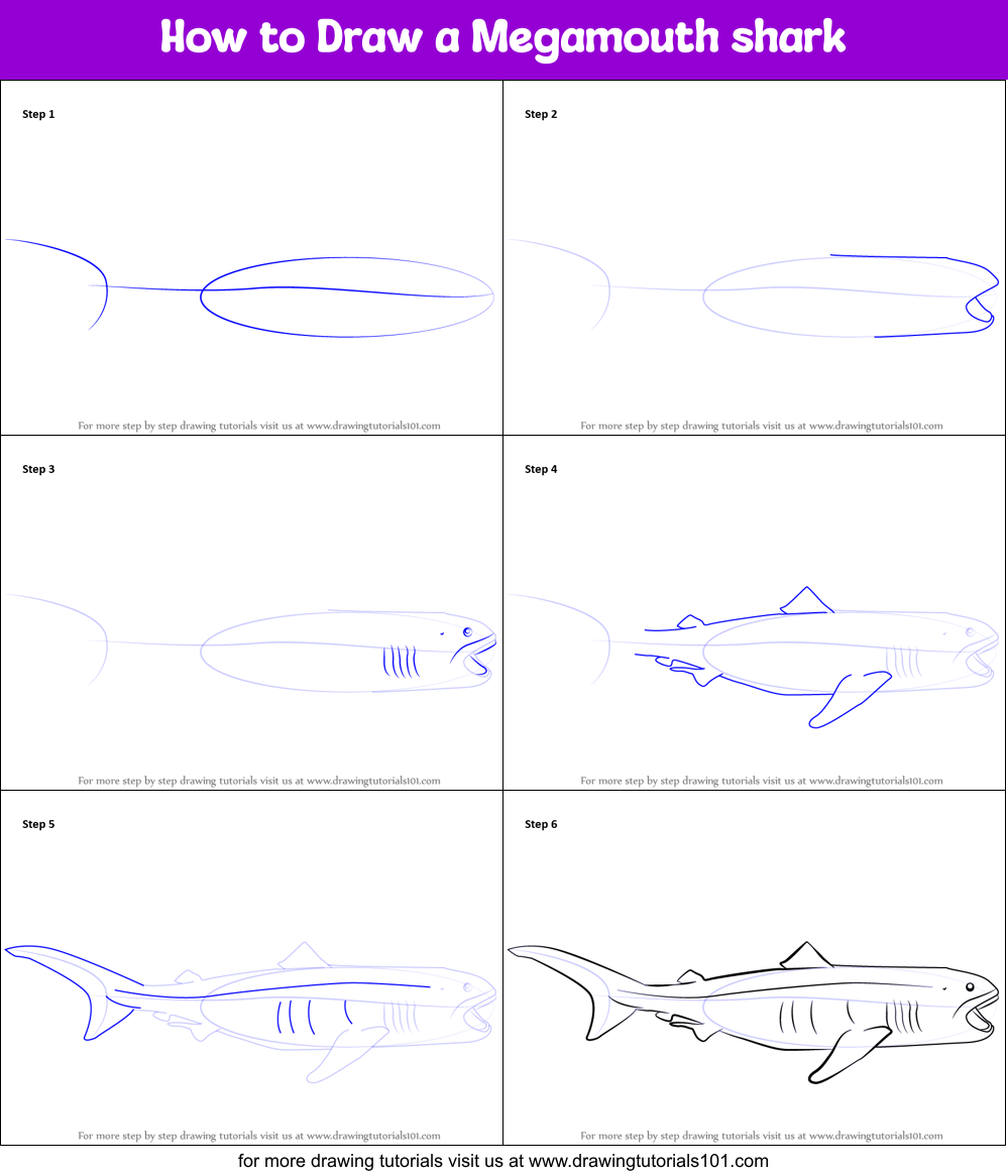 How to Draw a Megamouth shark Printable Step by Step
