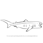 How to Draw a Megamouth shark