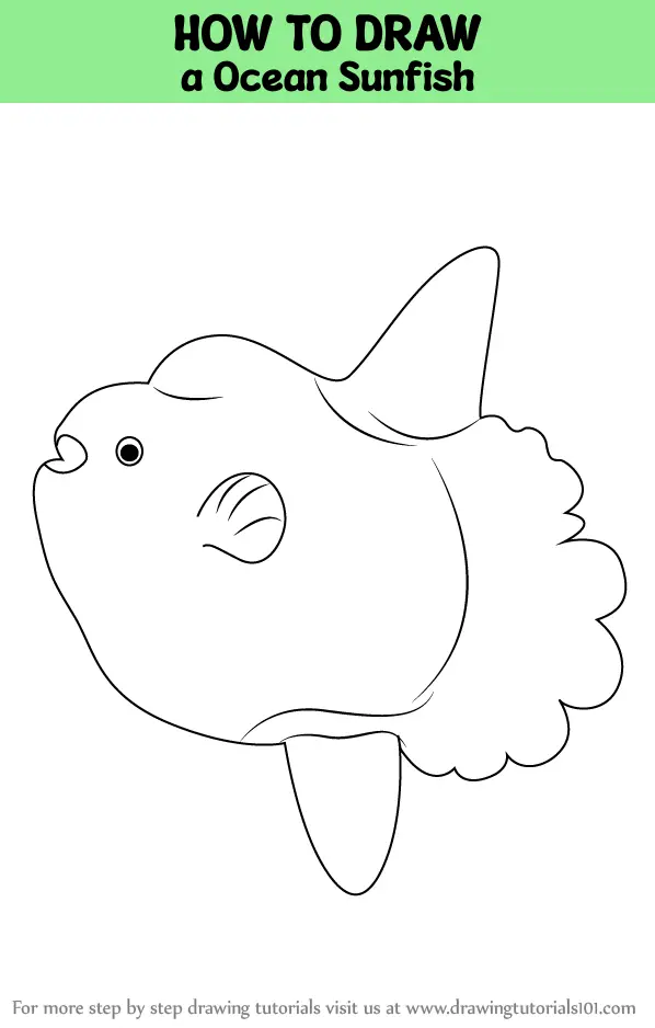 How to Draw a Ocean Sunfish (Fishes) Step by Step