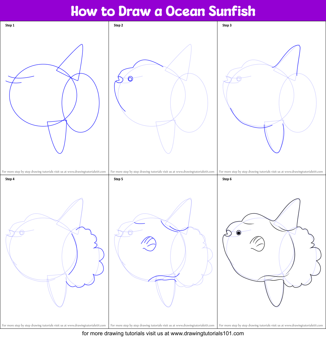 How to Draw a Ocean Sunfish Printable Step by Step