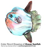 How to Draw a Ocean Sunfish