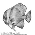 How to Draw an Orbicular Batfish