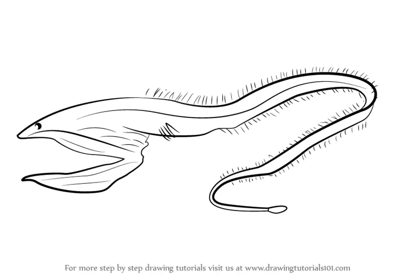 How to Draw a Pelican eel (Fishes) Step by Step