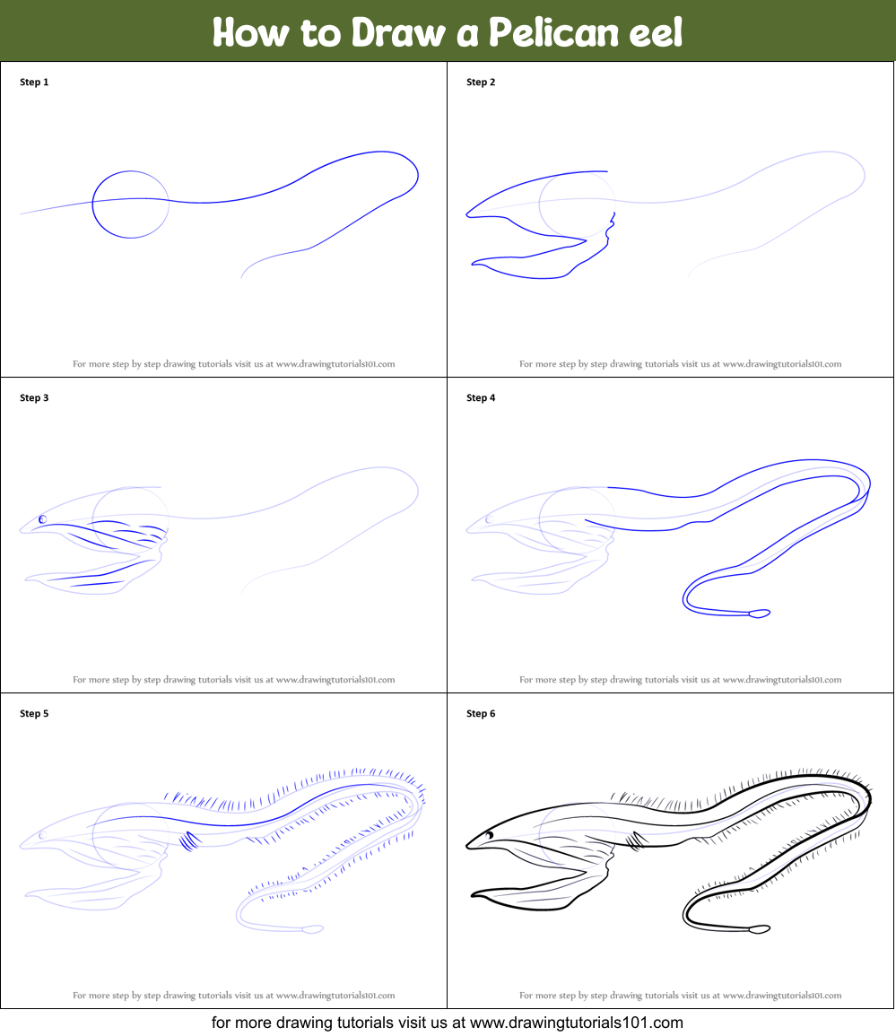 How to Draw a Pelican eel Printable Step by Step