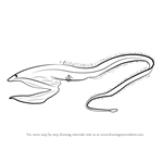 How to Draw a Pelican eel