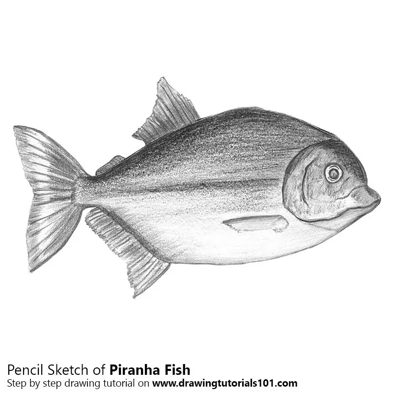 Pencil Sketch of Piranha - Pencil Drawing