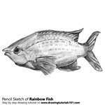 How to Draw a Rainbow Fish