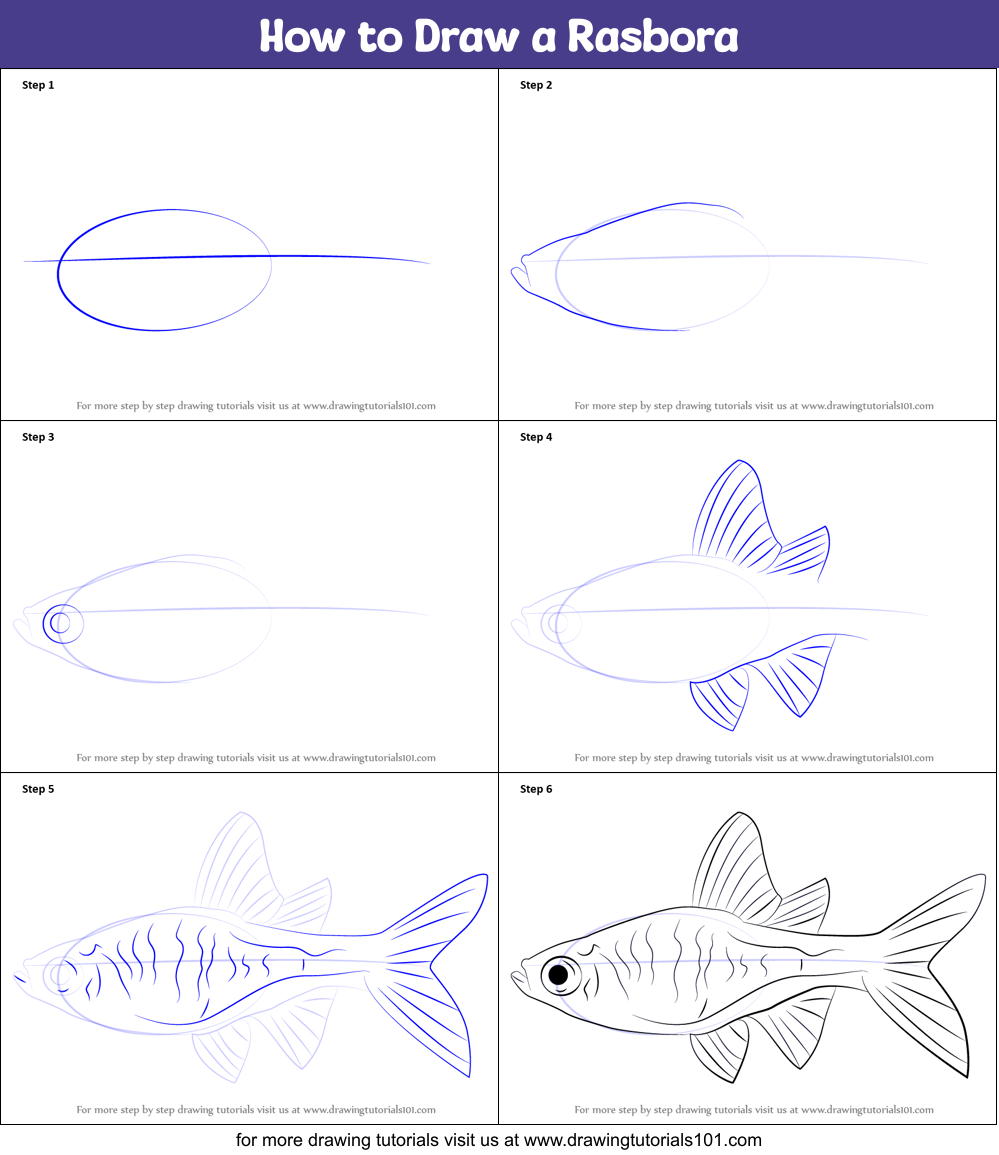 How to Draw a Rasbora Printable Step by Step