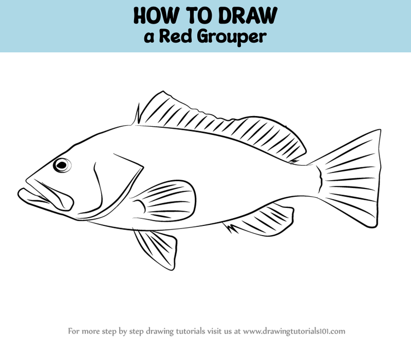 How to Draw a Red Grouper (Fishes) Step by Step 