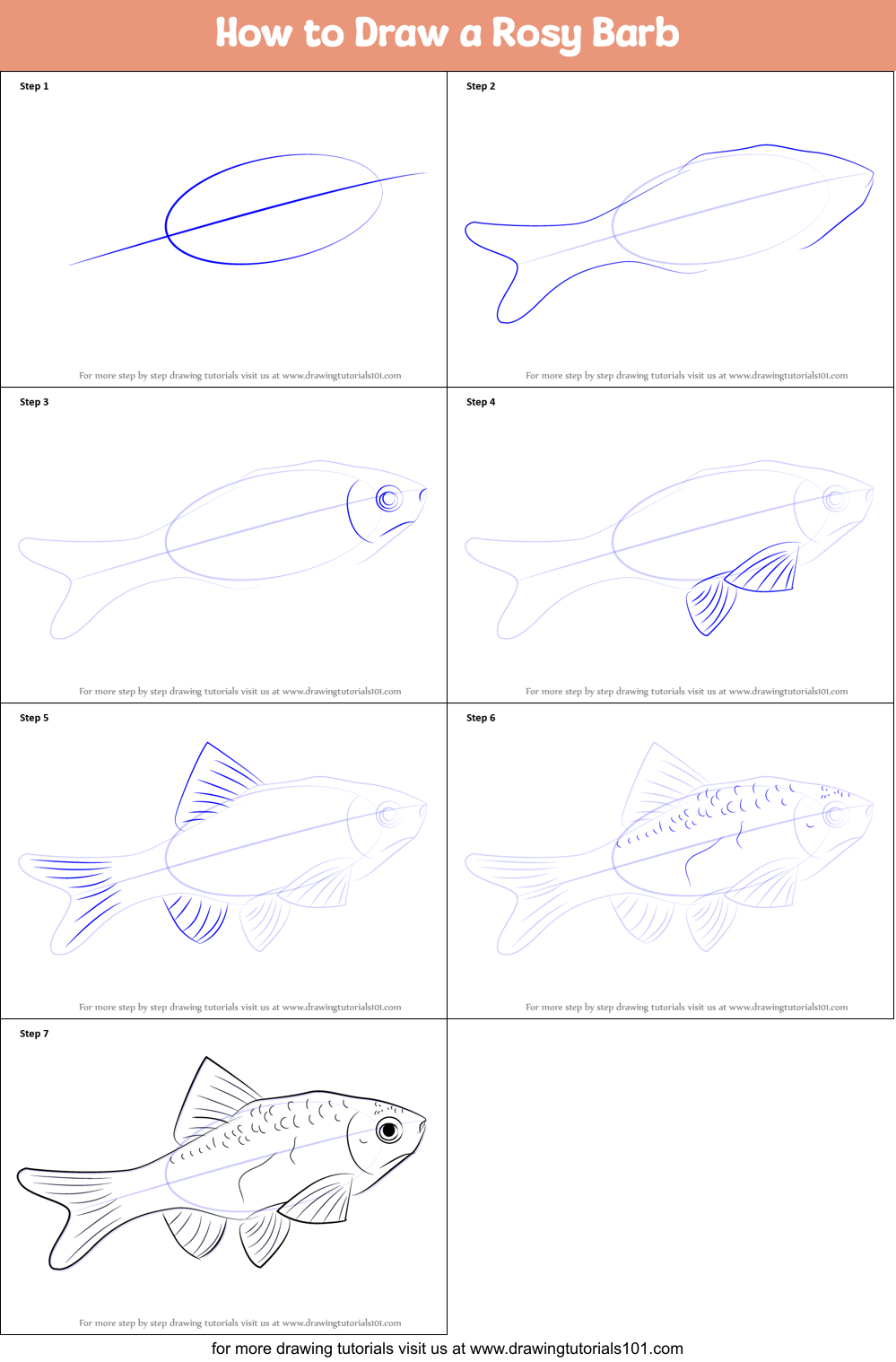 How to Draw a Rosy Barb Printable Step by Step