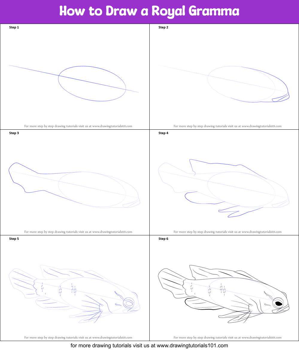 How to Draw a Royal Gramma Printable Step by Step