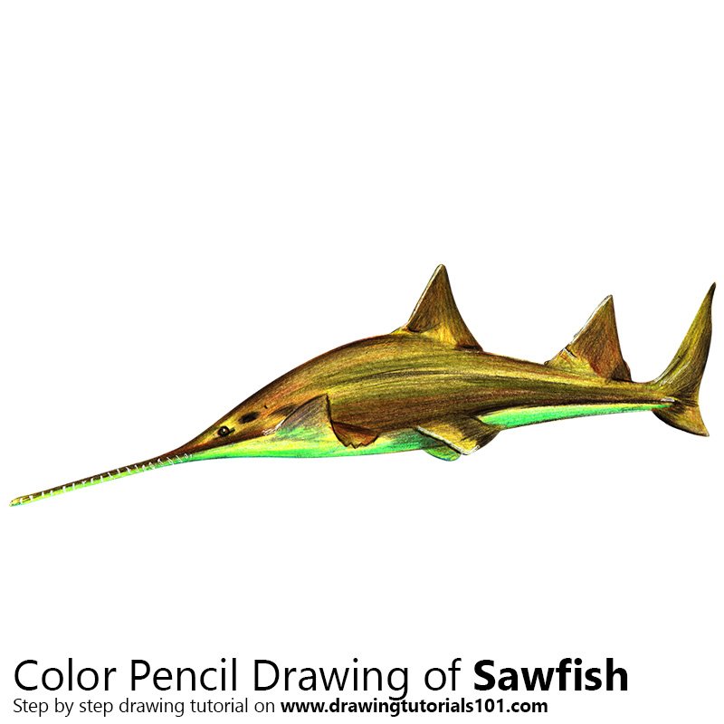 How to Draw a Sawfish by Color Pencils