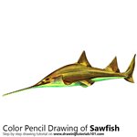 How to Draw a Sawfish