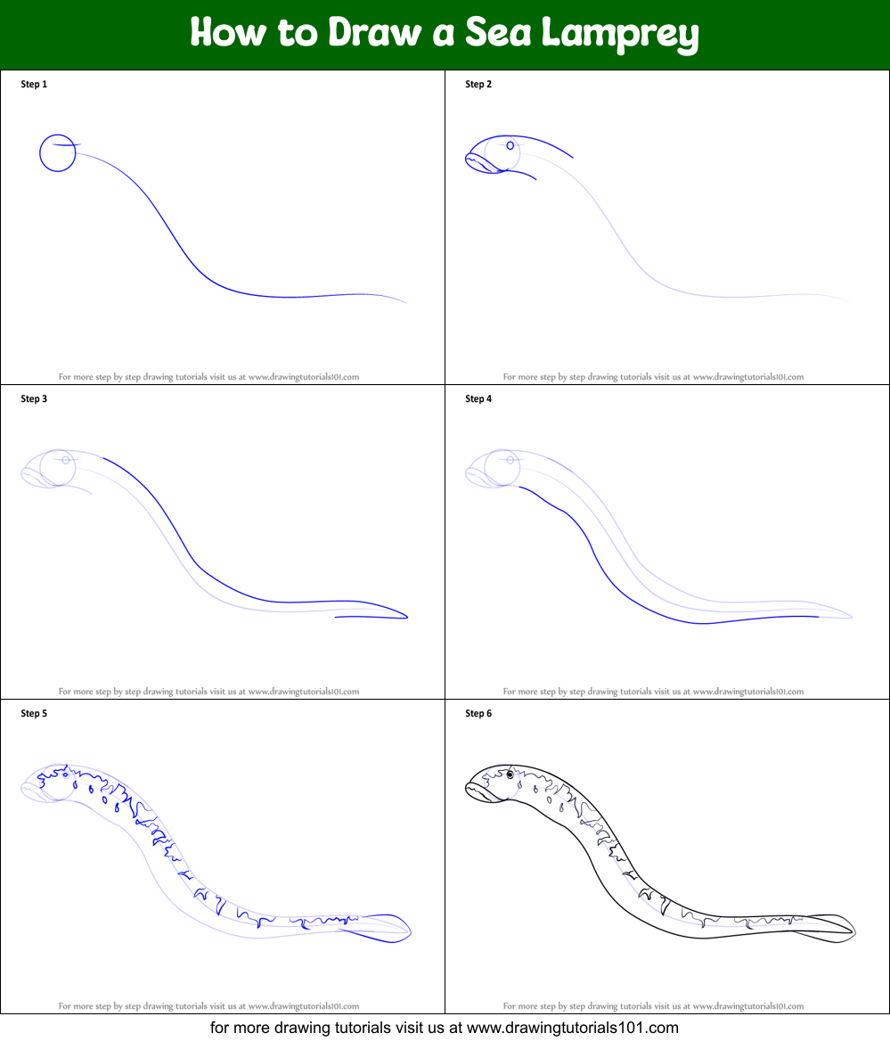 How to Draw a Sea Lamprey Printable Step by Step
