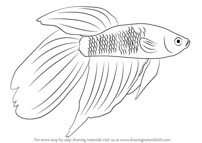 Step by Step How to Draw a Siamese Fighting Fish : 