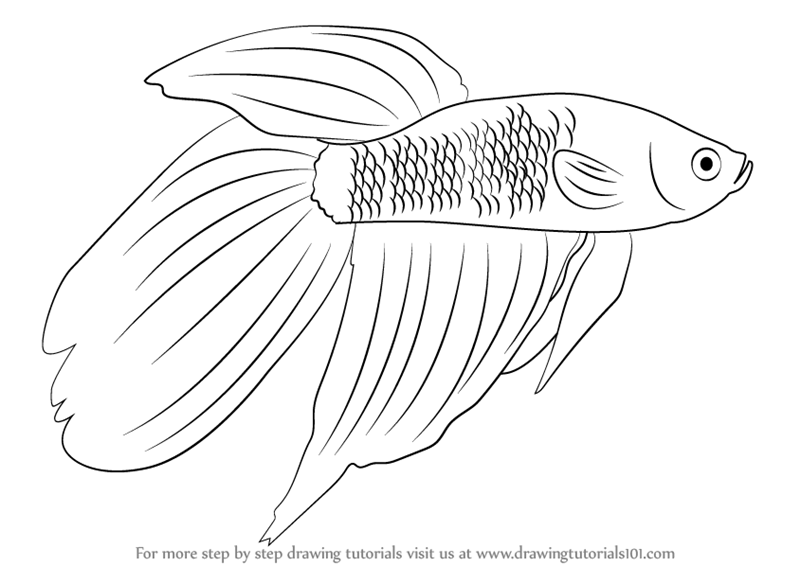 How To Draw A Betta Fish Step by Step- [15 Easy Phase]