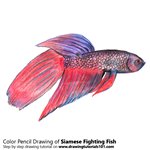 How to Draw a Siamese Fighting Fish