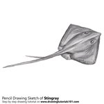 How to Draw a Stingray