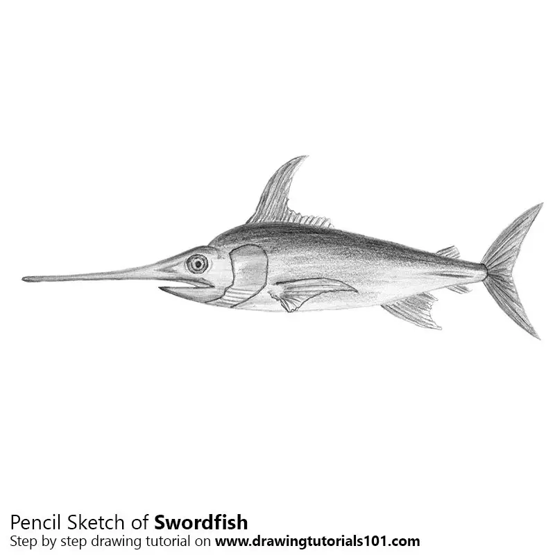 Pencil Sketch of Sword Fish - Pencil Drawing