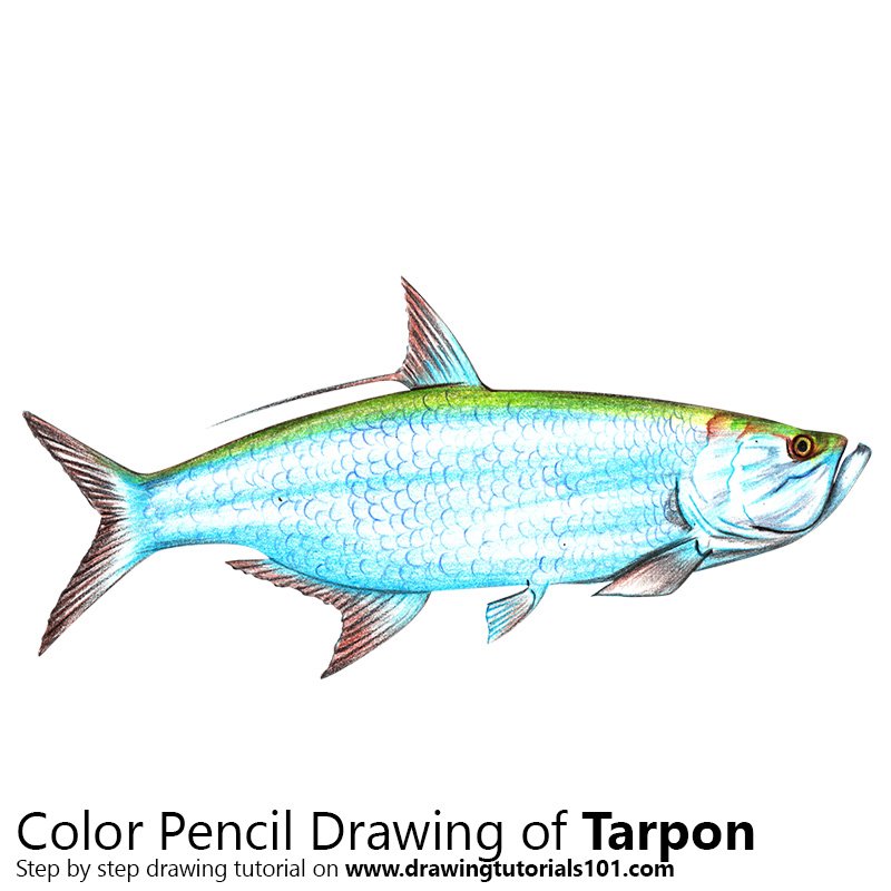 How to Draw a Tarpon by Color Pencils