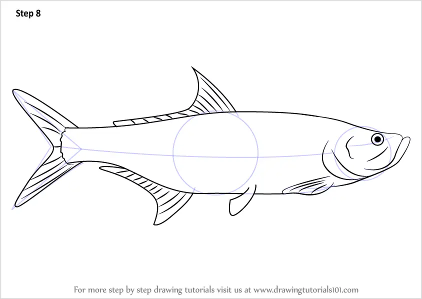 Learn How to Draw a Tarpon (Fishes) Step by Step : Drawing Tutorials