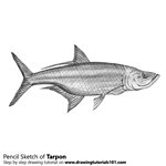 How to Draw a Tarpon