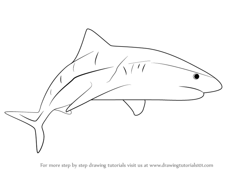 DRAWING the Tiger Shark | This week we wanted to bring attention to the  beautiful Tiger Shark, one of the most notorious predators of the ocean.  However, despite their bad rap as... |