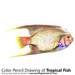 How to Draw a Tropical Fish