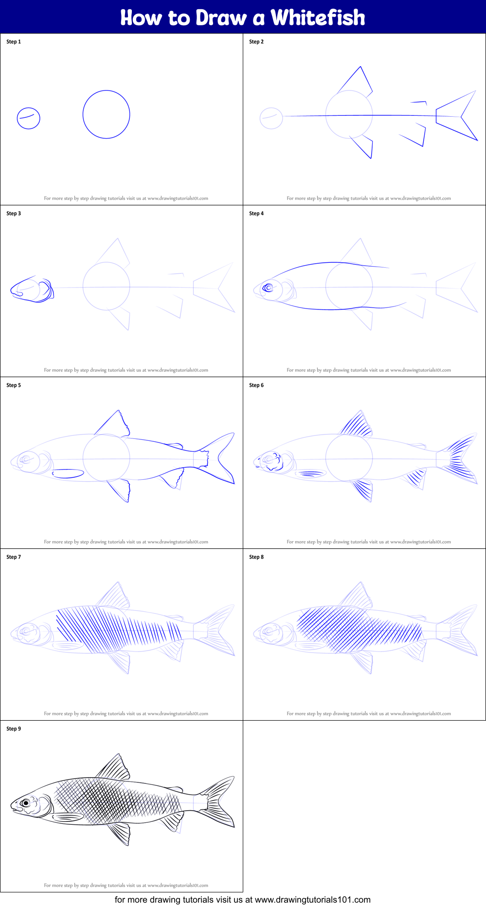 How to Draw a Whitefish Printable Step by Step