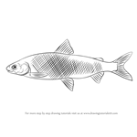 How to Draw a Whitefish