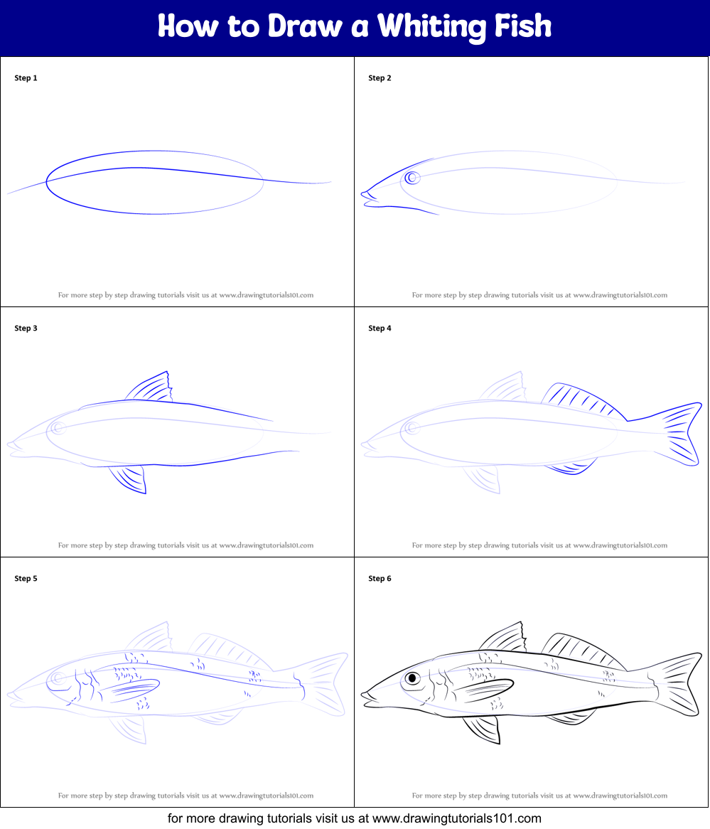 How to Draw a Whiting Fish Printable Step by Step