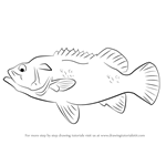 How to Draw a Wreckfish