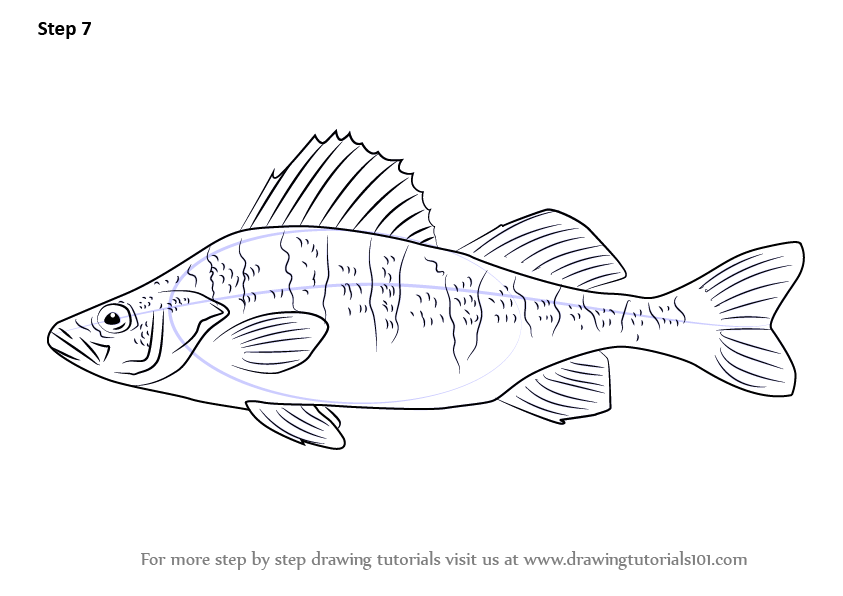 Learn How to Draw a Yellow perch (Fishes) Step by Step : Drawing Tutorials