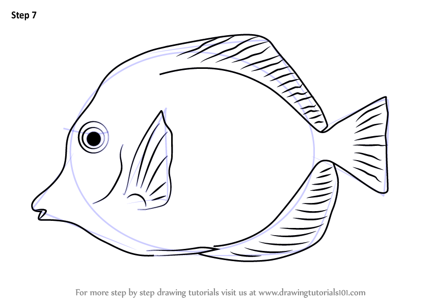 Learn How to Draw a Yellow Tang (Fishes) Step by Step : Drawing Tutorials