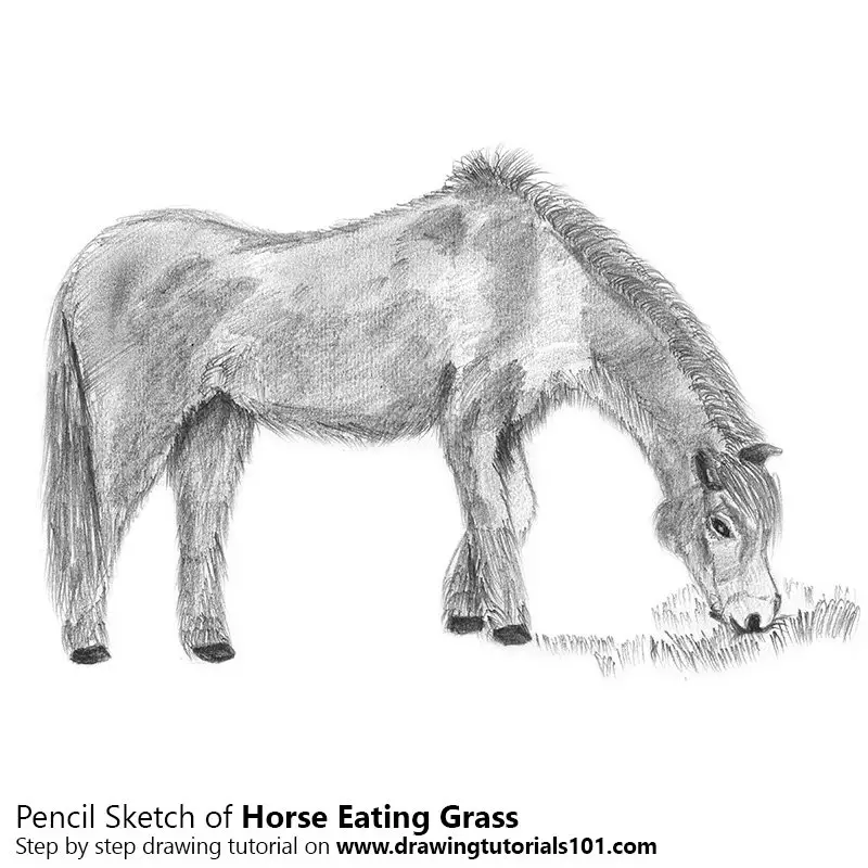 Pencil Sketch of Horse Eating Grass - Pencil Drawing