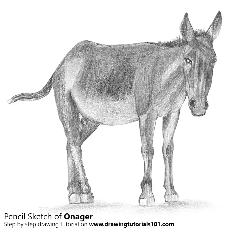 Pencil Sketch of Onager - Pencil Drawing