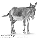 How to Draw an Onager