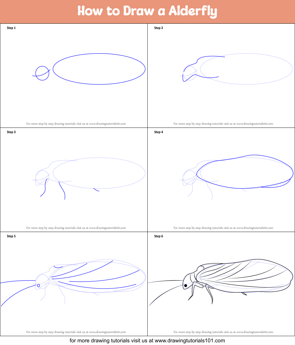 How to Draw a Alderfly Printable Step by Step