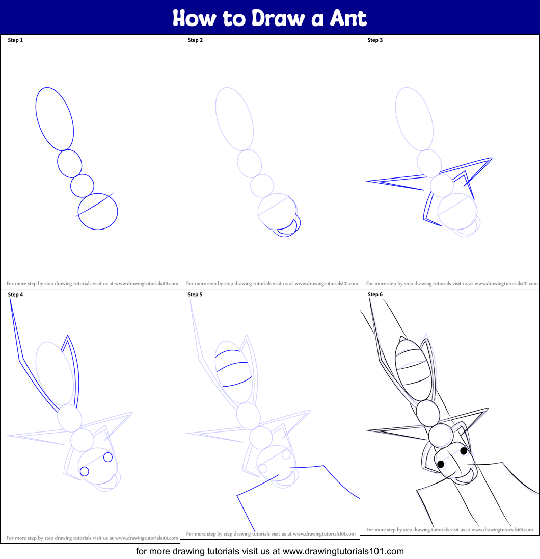 How to Draw a Ant Printable Step by Step