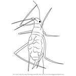 How to Draw a Aphid