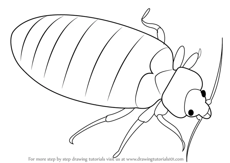 Learn How to Draw a Bed Bug (Insects) Step by Step : Drawing Tutorials
