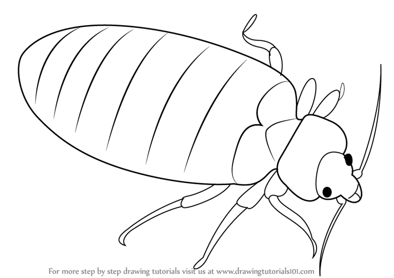 How to Draw an Insect - Easy Drawing Tutorial For Kids