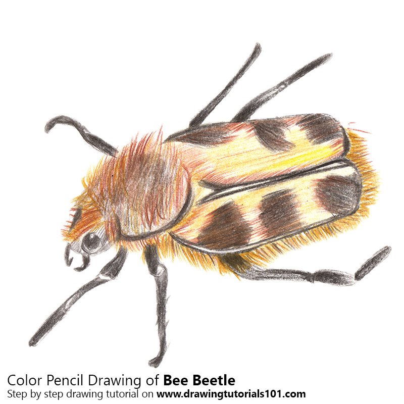 How to Draw a Bee Beetle by Color Pencils