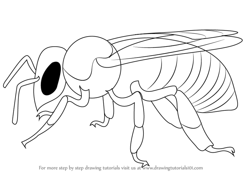 Learn How to Draw a Bee (Insects) Step by Step : Drawing Tutorials